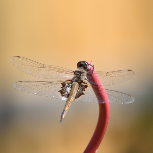 Red Saddlebags