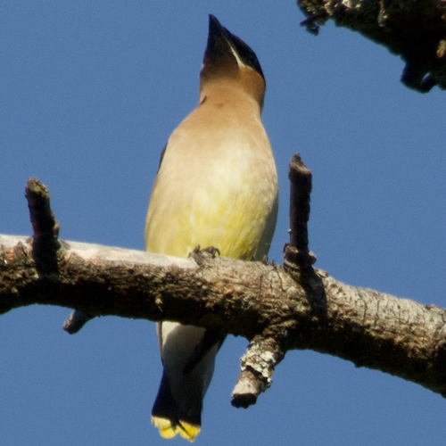 Cedar Waxwing