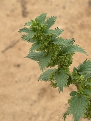 Urtica urens, photograph (c) chrisdt, some rights reserved (CC BY)