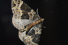 Ecliptopera capitata