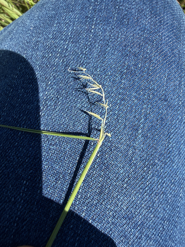 sideoats grama