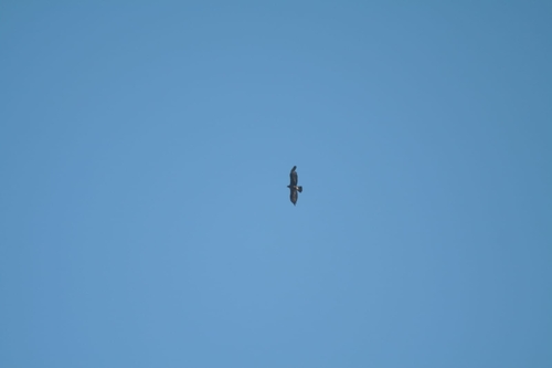 Águila real