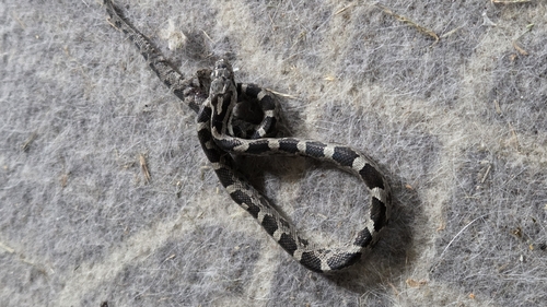 Central Ratsnake