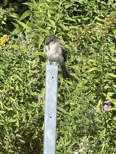 Eastern Phoebe