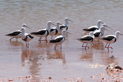 Cladorhynchus leucocephalus