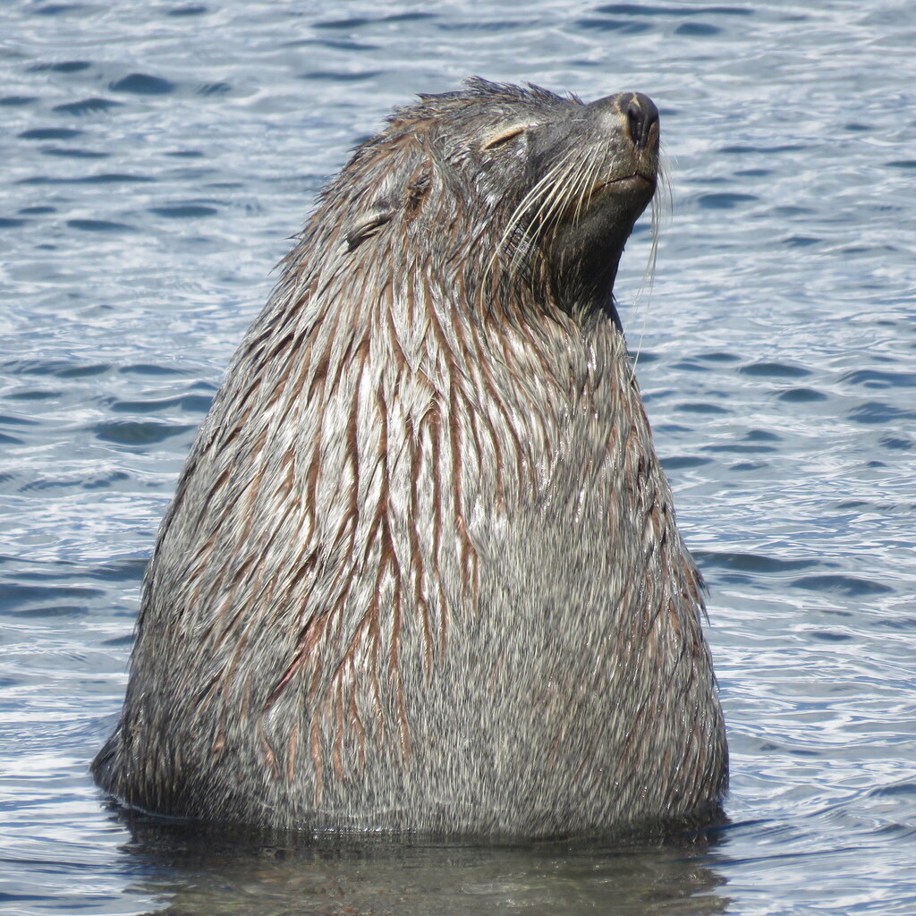 Antarctic fur seal rising upright out of the water with wet fur and closed eyes