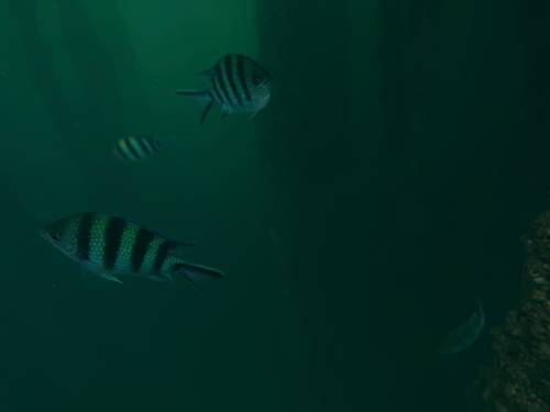 Abudefduf sexfasciatus