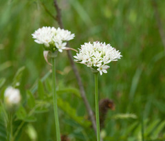 Allium fraseri