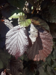 Corylus maxima