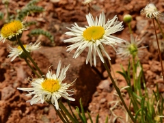 Erigeron engelmannii