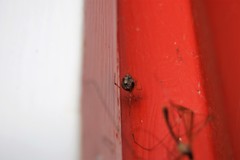 Parasteatoda tepidariorum