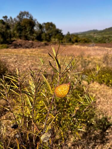Gomphocarpus fruticosus, photograph 2