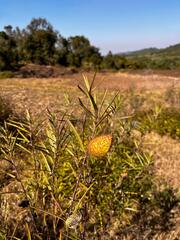 Gomphocarpus fruticosus, photograph author not stated, no rights reserved