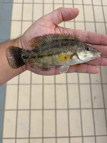 East Atlantic Peacock Wrasse