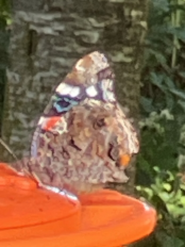 Red Admiral