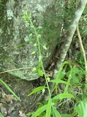 Borodinia canadensis