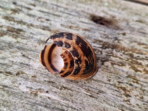Garden Snail