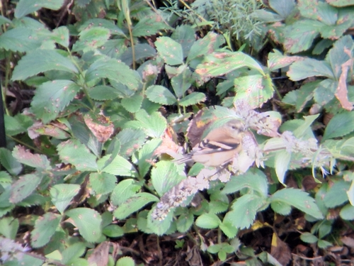 American Goldfinch