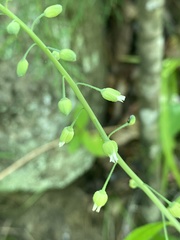 Borodinia canadensis
