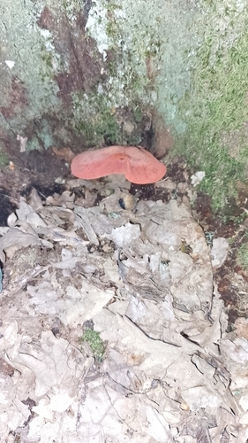 Beefsteak Polypore