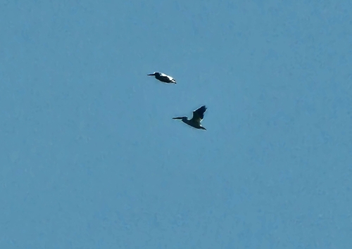 American White Pelican