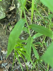 Borodinia canadensis