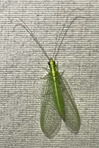 Red-lipped Green Lacewing