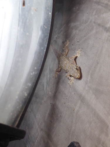 Flat-tailed House Gecko