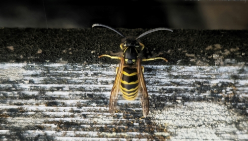Common European Yellowjacket