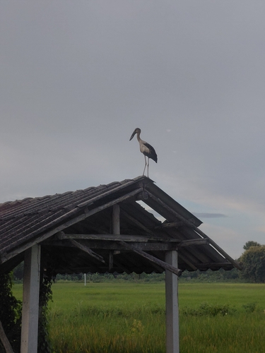 Asian Openbill