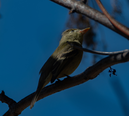 Western Flycatcher
