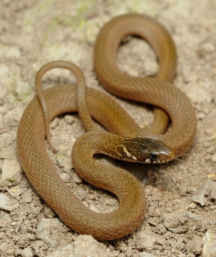 Japanese Keelback