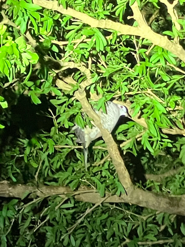 Inca Dove