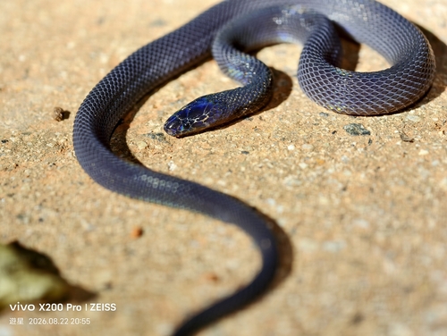 Achalinus panzhihuaensis