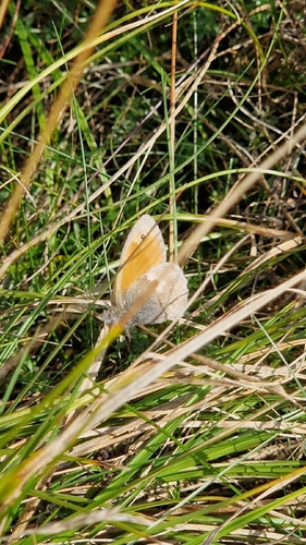 Small Heath