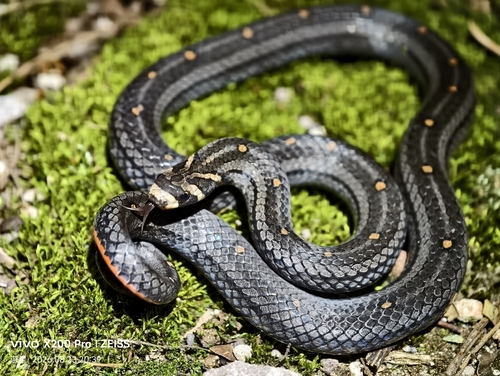 Lacroix Kukri Snake