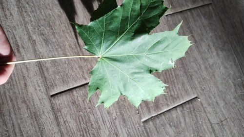 Norway maple