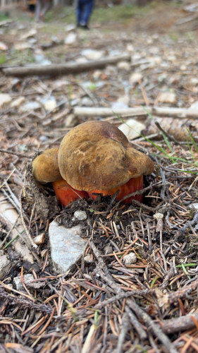 Dotted Stem Bolete
