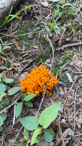 Jelly-antler