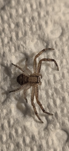 Ground Crab Spiders