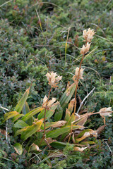 Gentiana purpurea, photograph (c) Davide, some rights reserved (CC BY)
