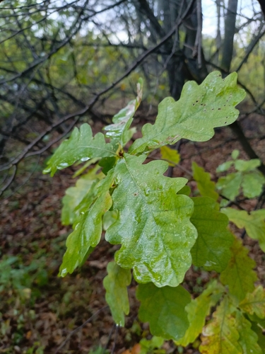 English oak