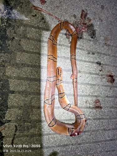 Oreocryptophis pulchra