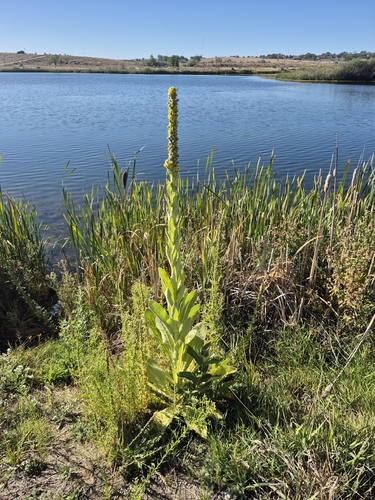 great mullein