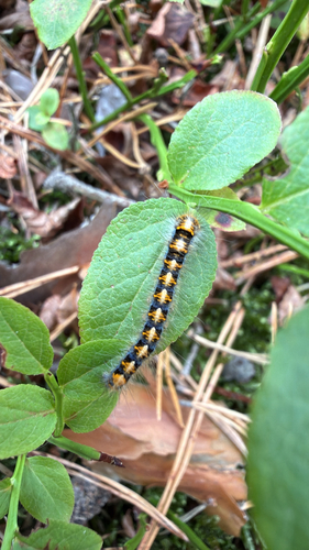 Oak Eggar