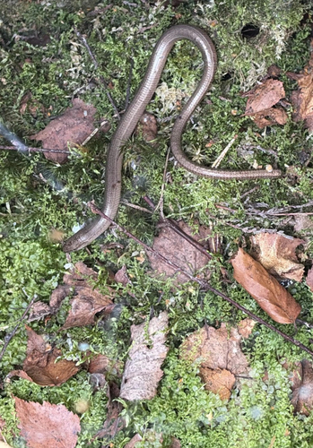 Common Slowworm