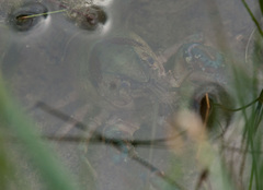 Procambarus simulans