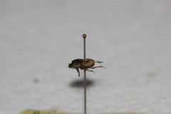 Euoniticellus intermedius