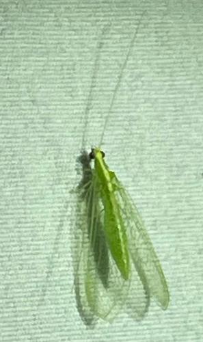 Red-lipped Green Lacewing