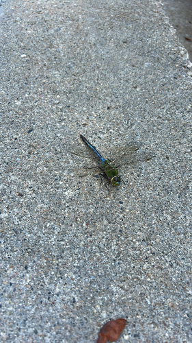 Common Green Darner